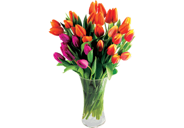 Grieztie ziedi Tulpes 25gab.