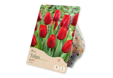 Sīpolpuķes Tulpes Triumph Red 6gab.