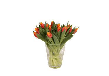 Grieztie ziedi TULPES Latvijas 15gab.