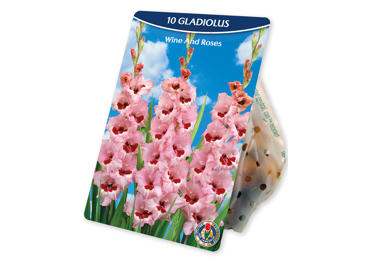 Sīpolp.Gladiolas Wine and Roses 10gb.
