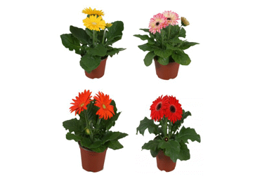 Telpaugs Gerbera D 12cm - 3