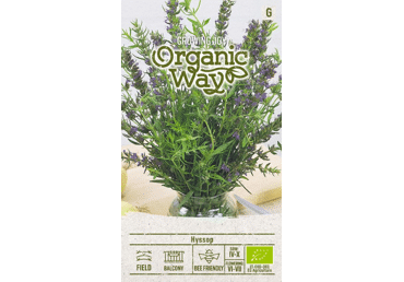 Sēklas. Ārstnieciskais izops gab.