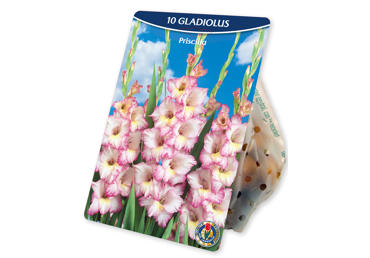 Sīpolpuķes.Gladiolas Traderhorn 10gb.