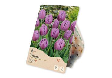 Sīpolpuķes Tulpes Triumph Purple 6gab.