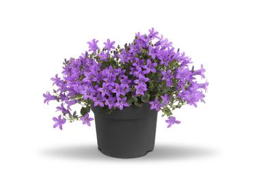 Telpaugs Kampanula D 11cm