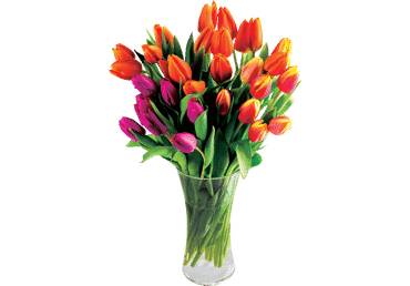 Grieztie ziedi Tulpes 9gab.