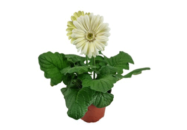 Telpaugs Gerbera D 12cm - 2