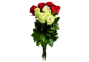 Grieztie ziedi Rozes 9gab. - 2