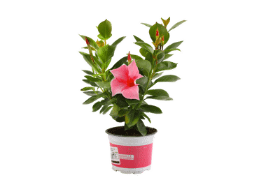Āra augs MANDEVILLA D 11cm - 2