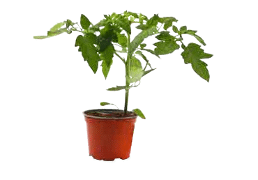 Tomātu stādi dažādi veidi D 14cm