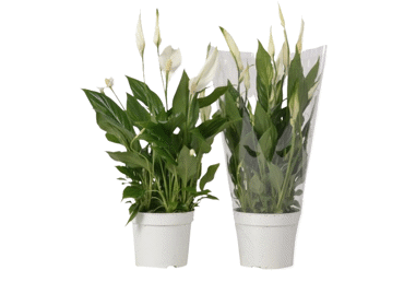 Telpaugs Spatifīlas D 12cm