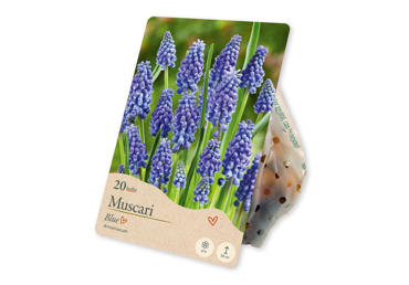 Sīpolpuķes Muskares Armeniacum Blue 20gab.