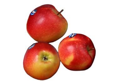 Āboli GIGA 90+ kg - 1