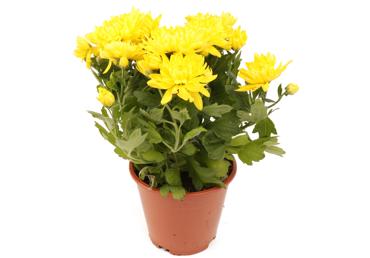 Telpaugs Krizantēma Grandeza D 13cm