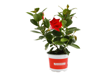 Āra augs MANDEVILLA D 11cm - 1