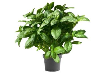 Baziliks podiņā gab.