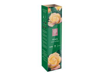 Stādi rozes PEACE GARDEN GURU STANDARD