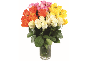 Grieztie ziedi Rozes 11gab. - 1