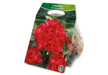 Sīpolpuķe.Peonija Double KarlRosenfield gb.