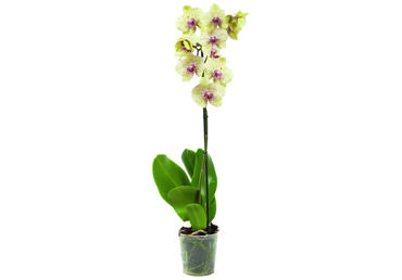 Telpaugs Orhideja Cascade 45cm D12cm
