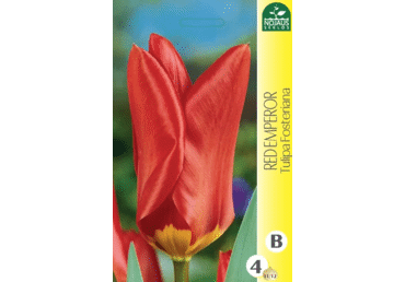 Sīpolpuķes: Tulpes Red Emperor 4gab.