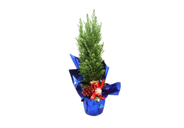 Ziemasvētku kompozīcija Paciprese Mix D9cm - 1