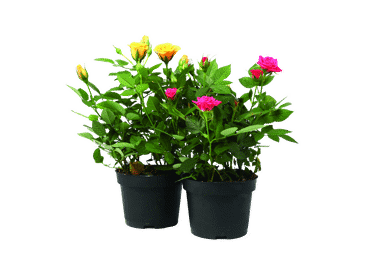 Telpaugs Roze D 13cm - 3