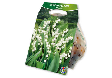 Sīpolpuķes.Maijpuķīte White 10gb.