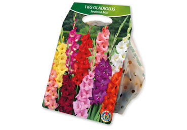 Sīpolpuķe.Gladiola Xeeuwse Mix gb.