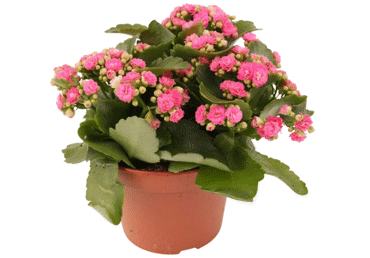 Telpaugs Kalanhoja D 12cm