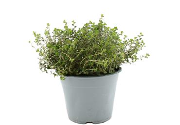 Garšaugs Citrontimiāns D 14cm