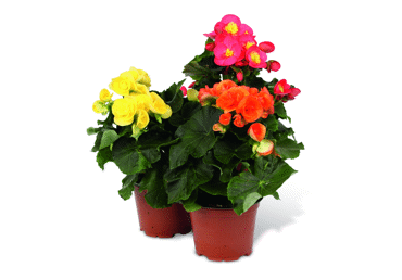 Telpaugs Begonija D 13cm