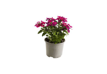 Āra augs VERBENA D 11cm