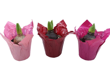 Telpaugs Hiacinte D9cm 1 sīpols dekoratīvā podā