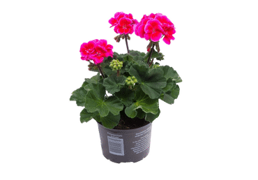 Āra augs Pelargonija D 10,5cm