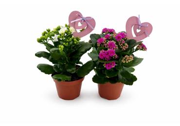 Telpaugs Kalanhoja D 12cm