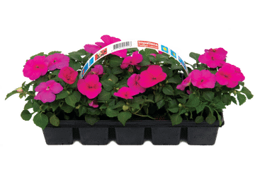 Āra augs BALZAMĪNES 10gab.