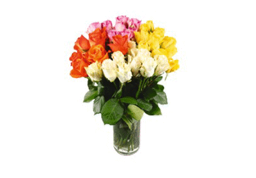 Grieztie ziedi Rozes 15gab. - 2