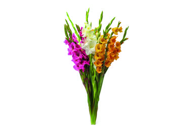 Grieztie ziedi GLADIOLAS 5GB