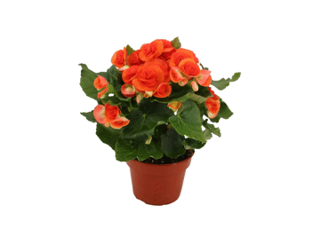 Augs Begonija D 12cm - 2