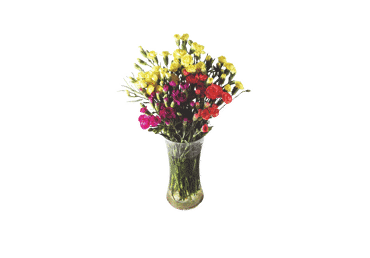 Grieztie ziedi sīkziedu neļķes 9gab. Kolumbija