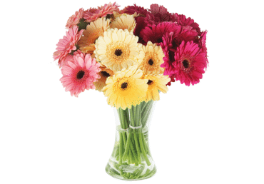 Grieztie ziedi Gerberas 15gab.