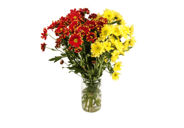 Grieztie ziedi Krizantēmas 5gab. - 2