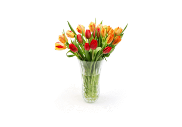 Grieztie ziedi TULPES 7gab.