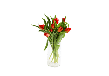 Grieztie ziedi Tulpes 9gab. - 2