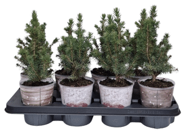 Egle Picea dekoratīva podiņā D 12cm - 2