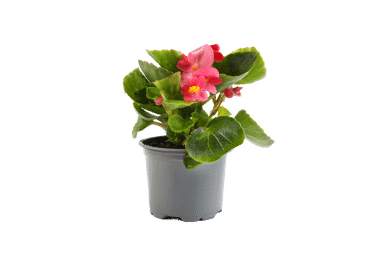 Āra augs LEDENE D 9cm