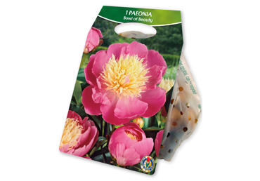 Sīpolpuķe.Peonija Single Bowl of Beauty