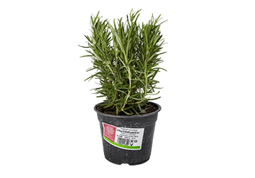 Garšaugs Rozmarīns D 14cm