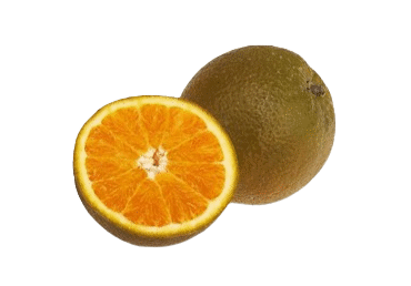 Apelsīni BROWNIE kg - 2